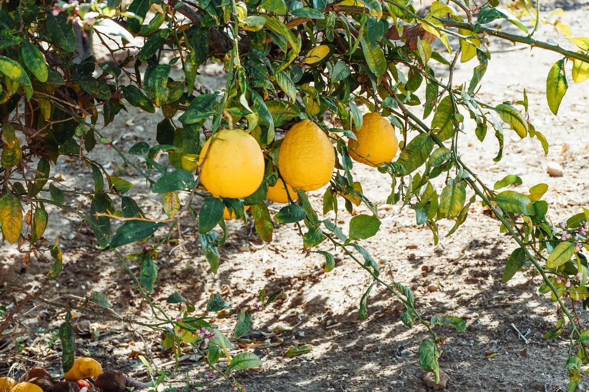 Cítricos amarillos maduros en el árbol
