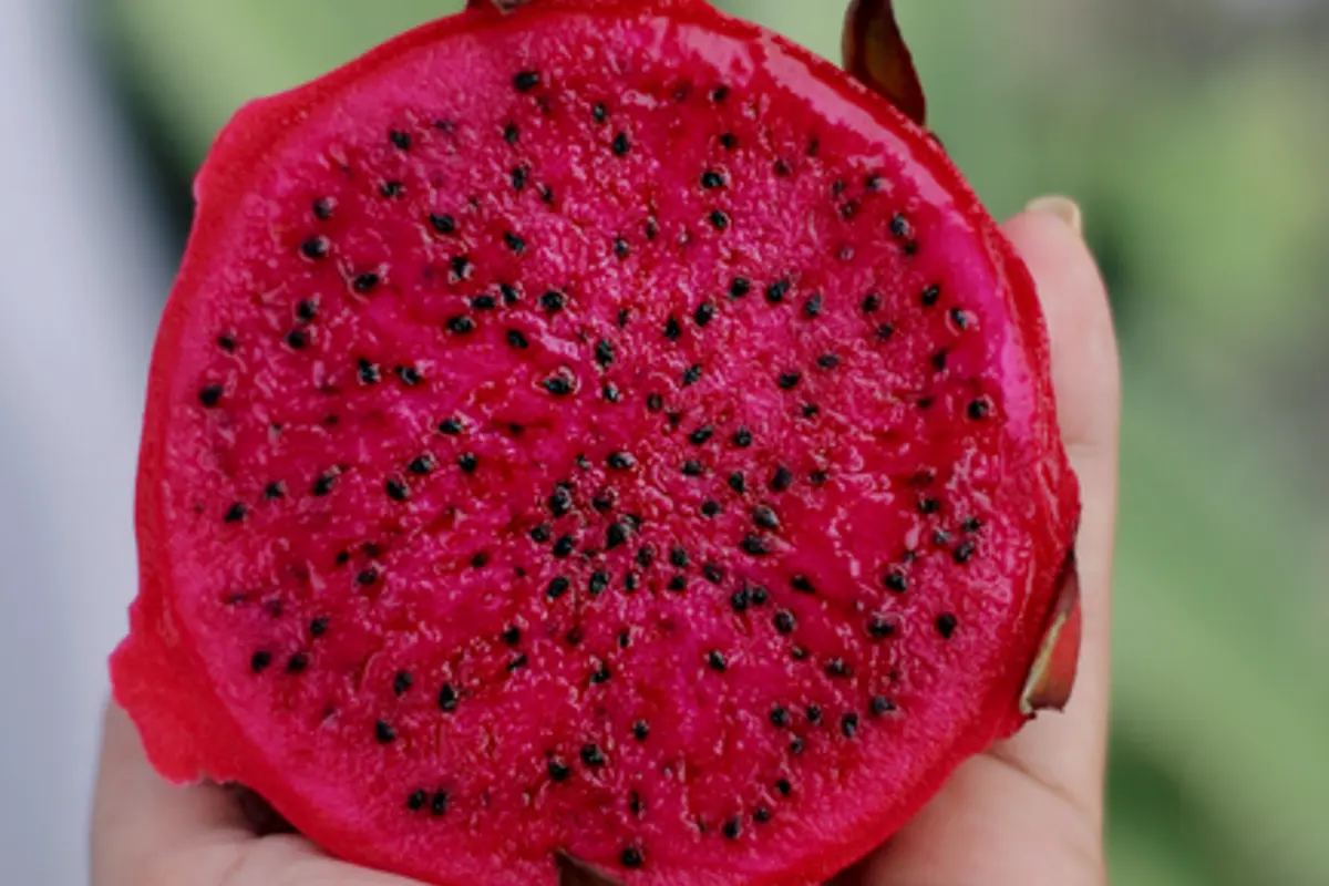 Portada del artículo: Chontaduro: el fruto amazónico que llena, nutre y sostiene energía